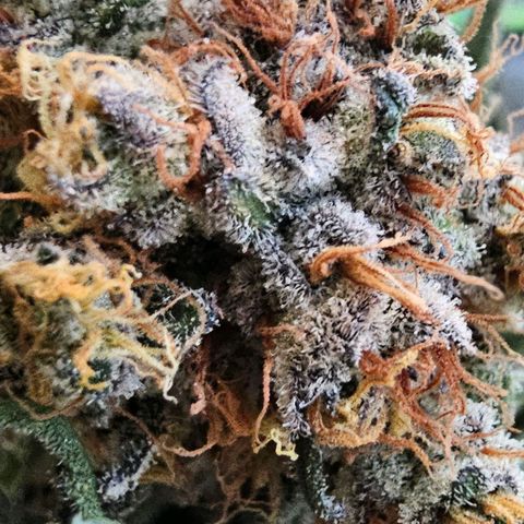 Pineapple Express growlog timeline photo