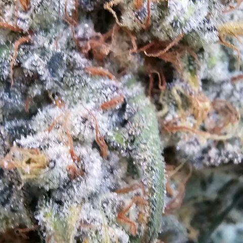 Pineapple Express growlog timeline photo