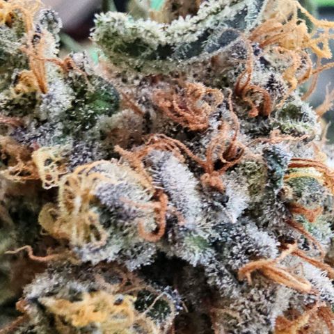Pineapple Express growlog timeline photo
