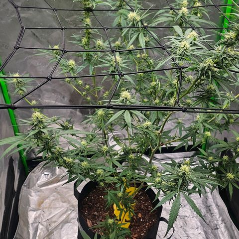 OG Kush Auto growlog timeline photo