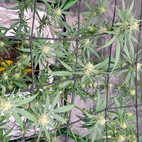OG Kush Auto growlog timeline photo