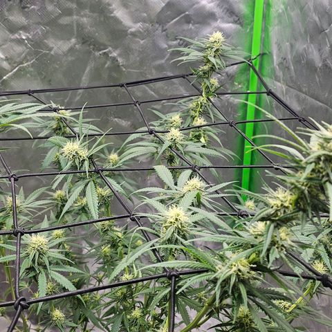 OG Kush Auto growlog timeline photo