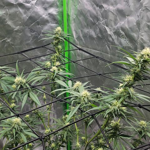 OG Kush Auto growlog timeline photo