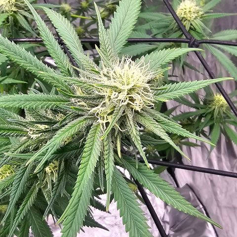 OG Kush Auto growlog timeline photo