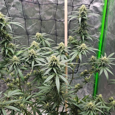 OG Kush Auto growlog timeline photo