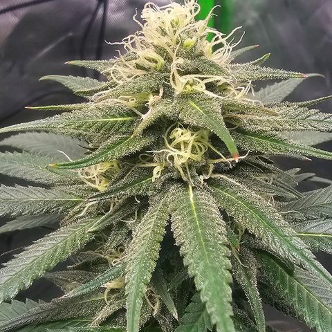 OG Kush Auto growlog timeline photo