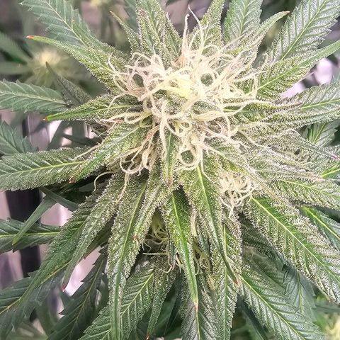OG Kush Auto growlog timeline photo