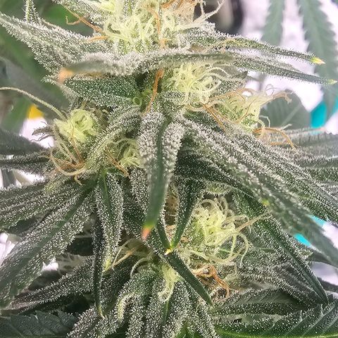 OG Kush Auto growlog timeline photo