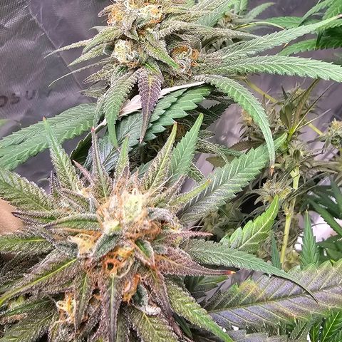 OG Kush Auto growlog timeline photo