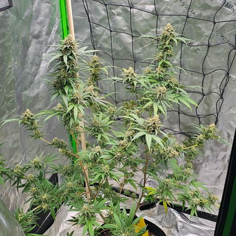 OG Kush Auto growlog timeline photo