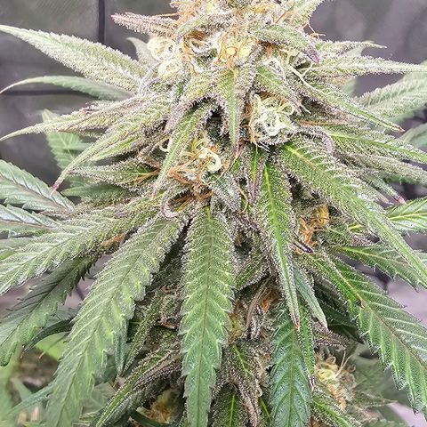 OG Kush Auto growlog timeline photo