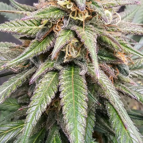 OG Kush Auto growlog timeline photo