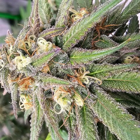 OG Kush Auto growlog timeline photo