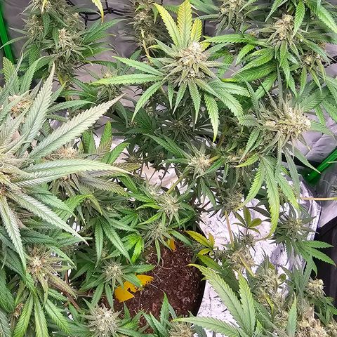 OG Kush Auto growlog timeline photo