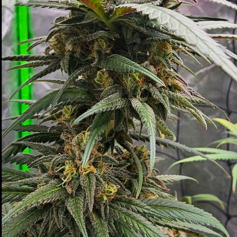OG Kush Auto growlog timeline photo