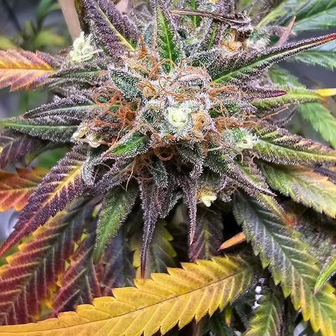 OG Kush Auto growlog timeline photo