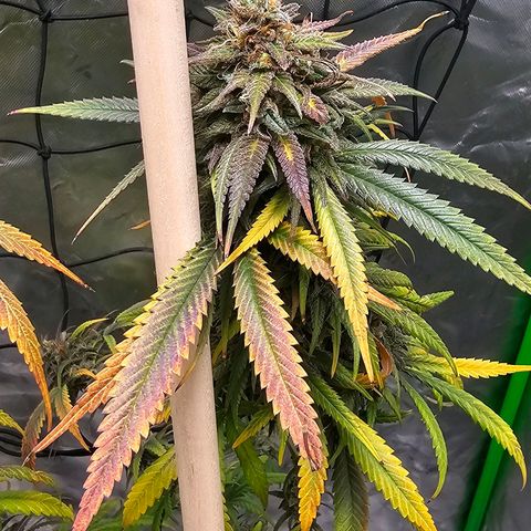 OG Kush Auto growlog timeline photo