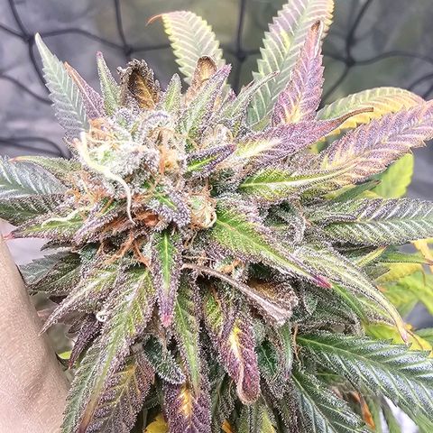 OG Kush Auto growlog timeline photo