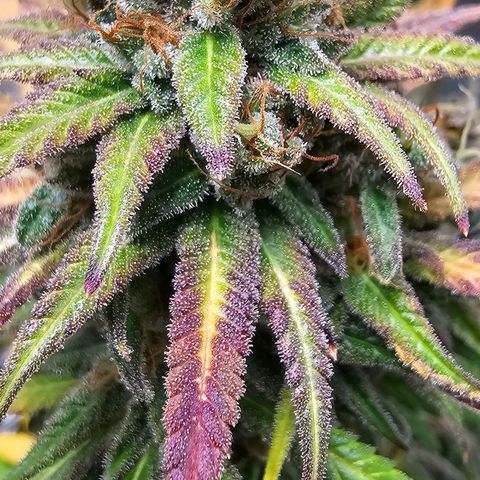 OG Kush Auto growlog timeline photo