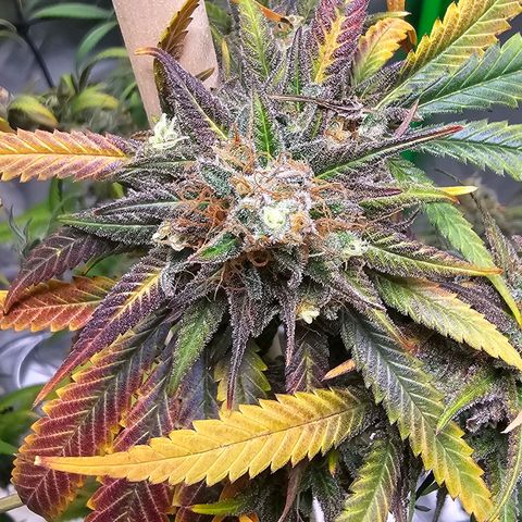 OG Kush Auto growlog timeline photo