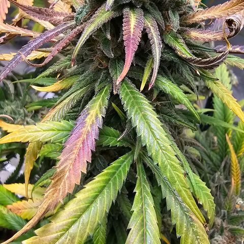 OG Kush Auto growlog timeline photo