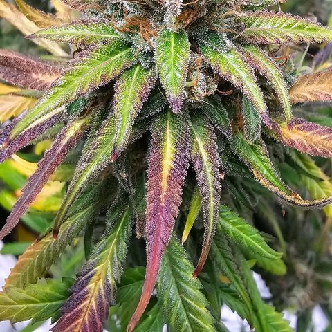 OG Kush Auto growlog timeline photo