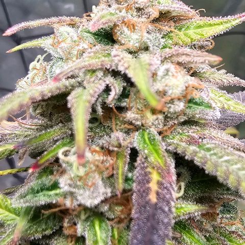 OG Kush Auto growlog timeline photo