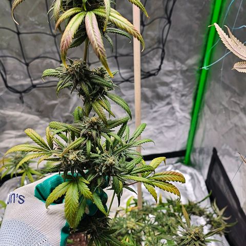 OG Kush Auto growlog timeline photo