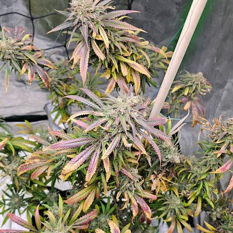OG Kush Auto growlog timeline photo