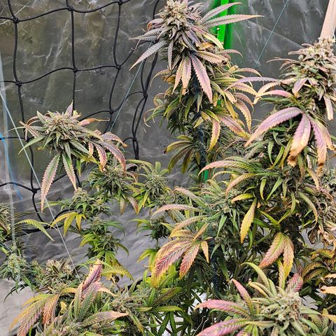OG Kush Auto growlog timeline photo
