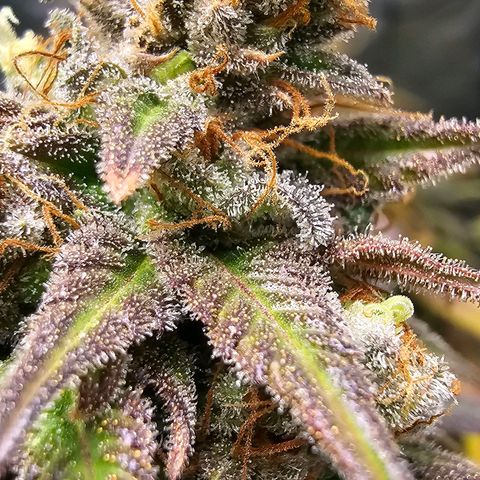 OG Kush Auto growlog timeline photo