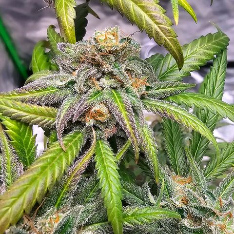 OG Kush Auto growlog timeline photo