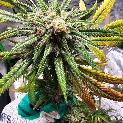 OG Kush Auto growlog timeline photo
