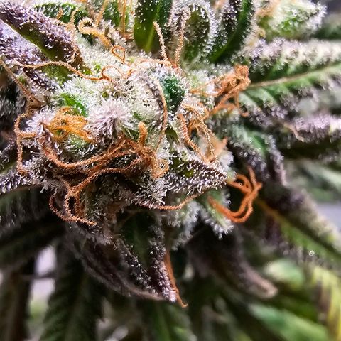OG Kush Auto growlog timeline photo