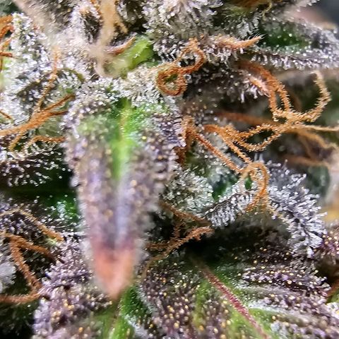 OG Kush Auto growlog timeline photo