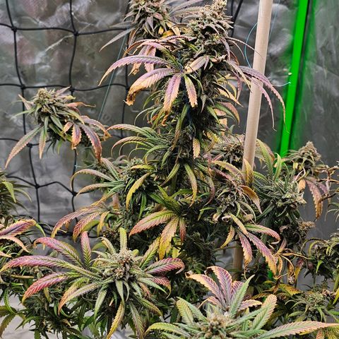 OG Kush Auto growlog timeline photo