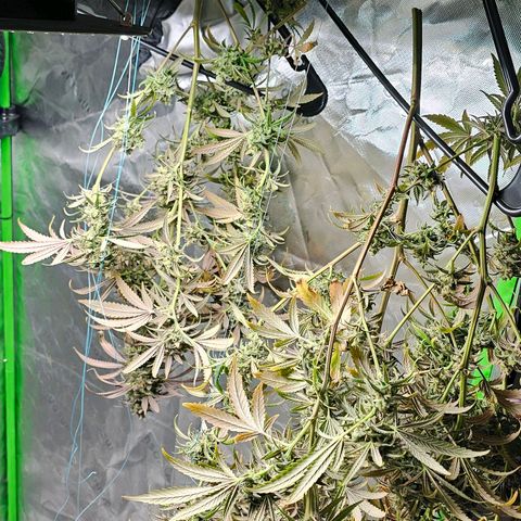 OG Kush Auto growlog timeline photo