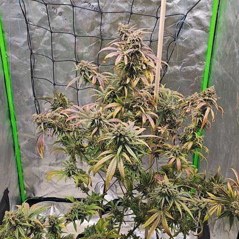 OG Kush Auto growlog timeline photo
