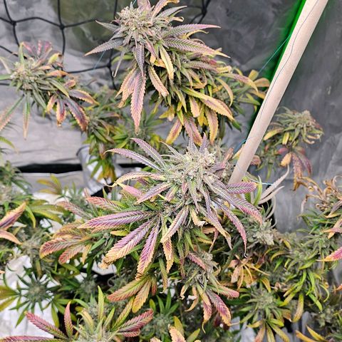 OG Kush Auto growlog timeline photo