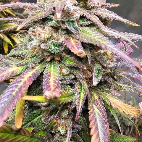 OG Kush Auto growlog timeline photo