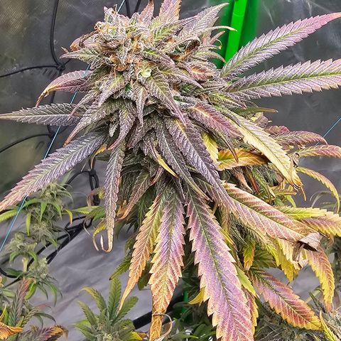 OG Kush Auto growlog timeline photo