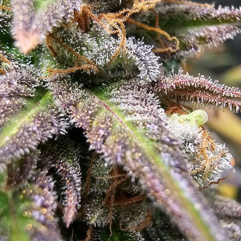 OG Kush Auto growlog timeline photo