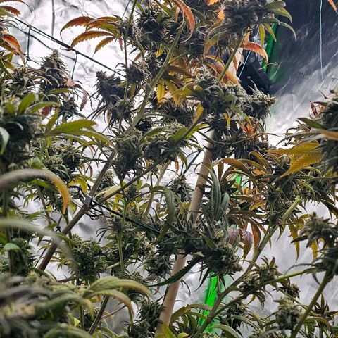 OG Kush Auto growlog timeline photo