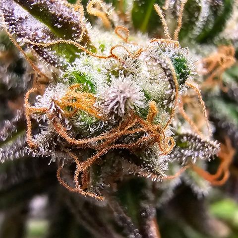 OG Kush Auto growlog timeline photo