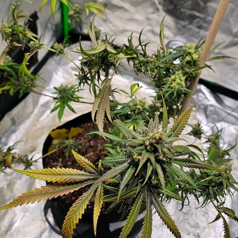 OG Kush Auto growlog timeline photo