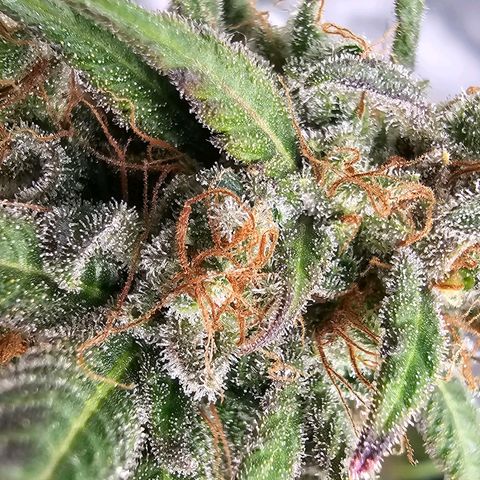 OG Kush Auto growlog timeline photo