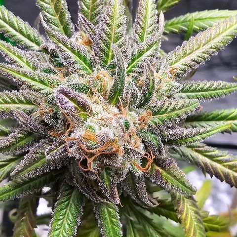 OG Kush Auto growlog timeline photo