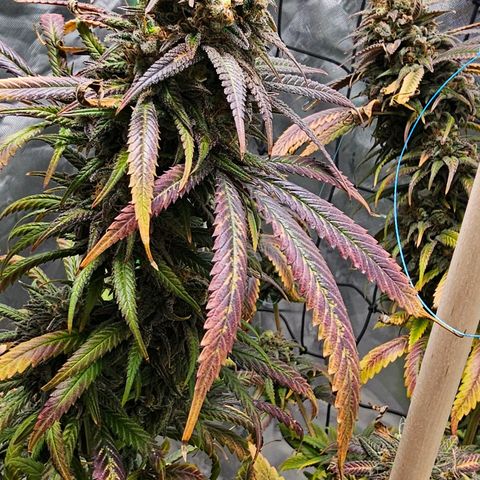 OG Kush Auto growlog timeline photo