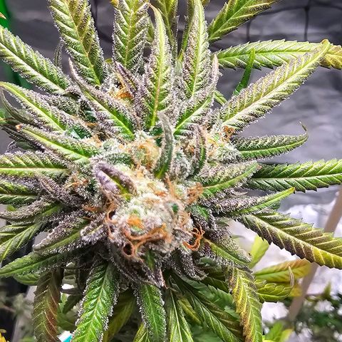 OG Kush Auto growlog timeline photo