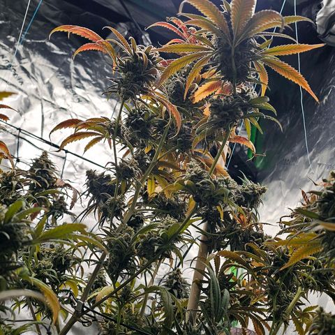 OG Kush Auto growlog timeline photo